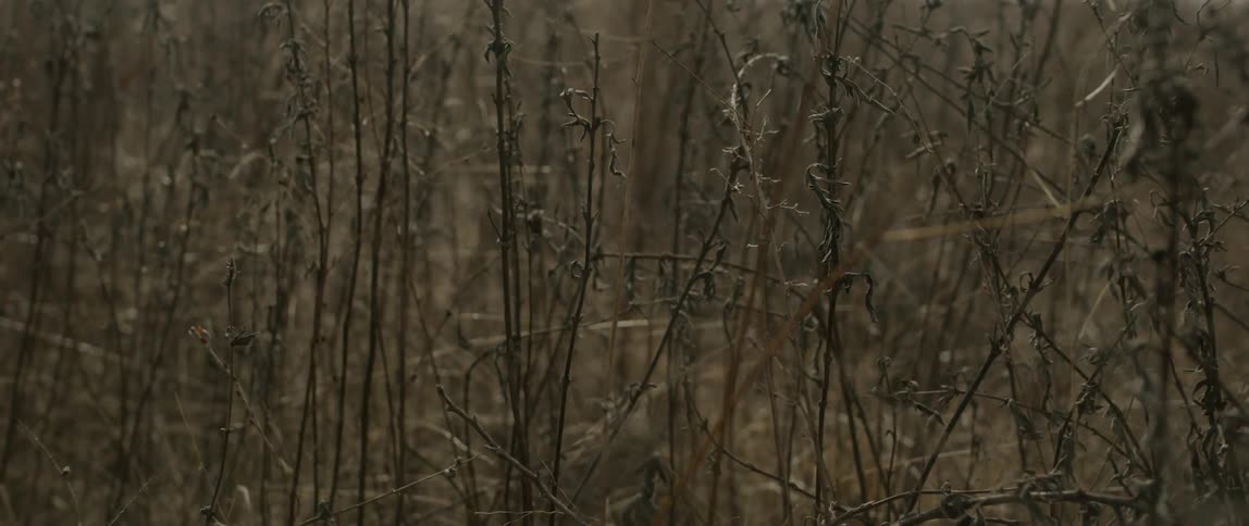 Close up of tangled weeds blowing in the wind