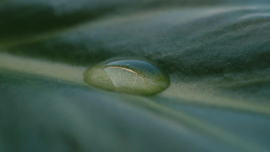 A macro close-up of a single bead of water resting on a textured green leaf