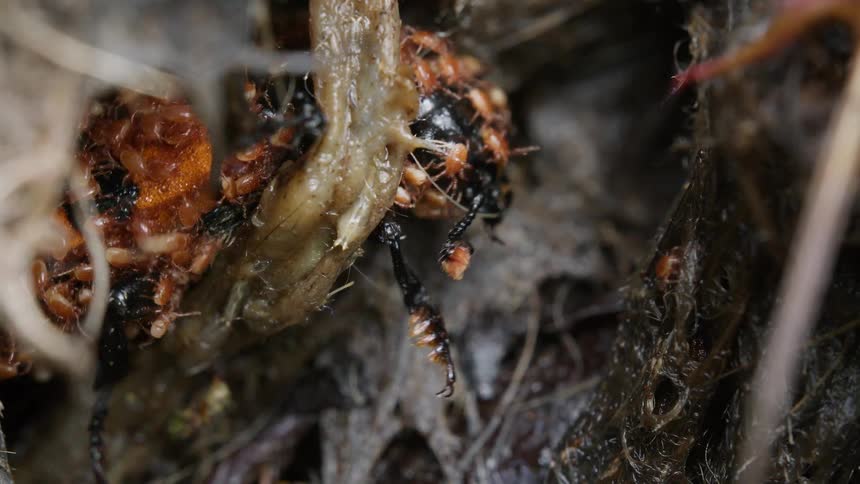 A macro shot shows a burying beetle heavily infested with tiny phoretic mites crawling through decaying matter