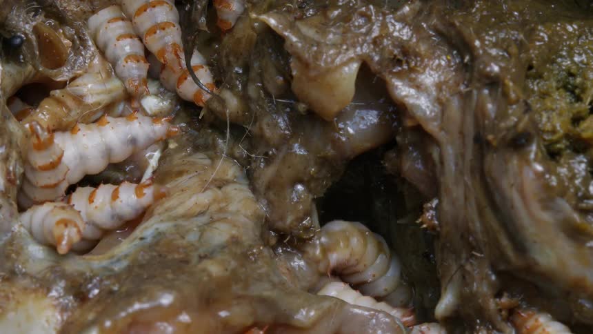 A gruesome close-up of maggots feasting on the rotting carcass of a dead animal