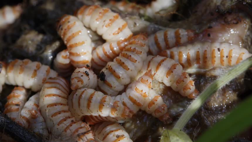An unsettling macro close-up shows a writhing pile of white and orange striped beetle larvae