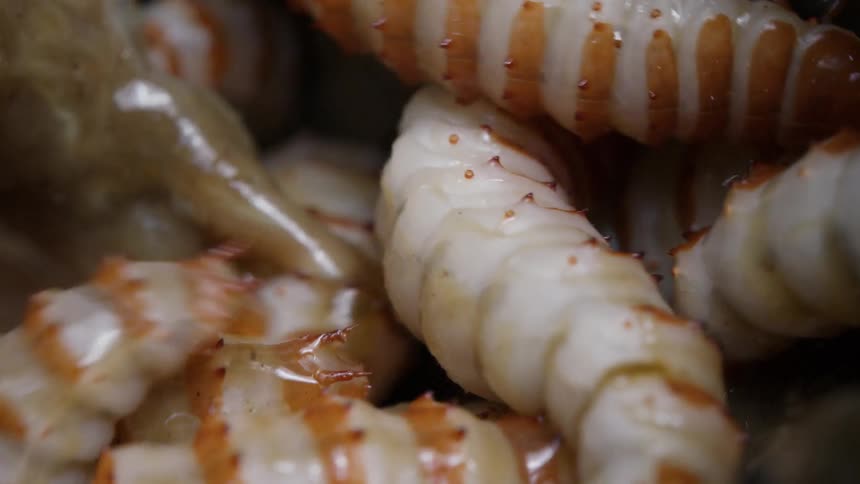 A macro extreme close-up of a group of large, white and orange beetle grubs writhing and wiggling