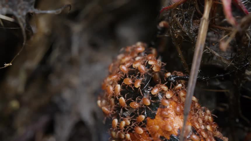 A burying beetle is completely covered in a swarm of tiny parasitic mites crawling all over its body in a macro close-up