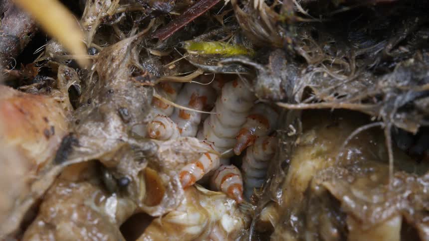 An extreme close-up of a cluster of maggots feeding on a decomposing animal carcass