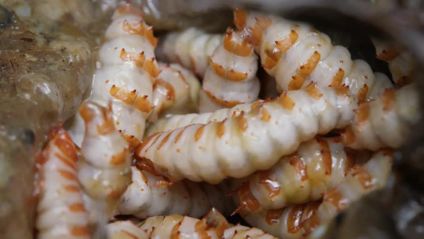 A writhing mass of pale, segmented insect larvae with orange markings move slowly in a macro close-up
