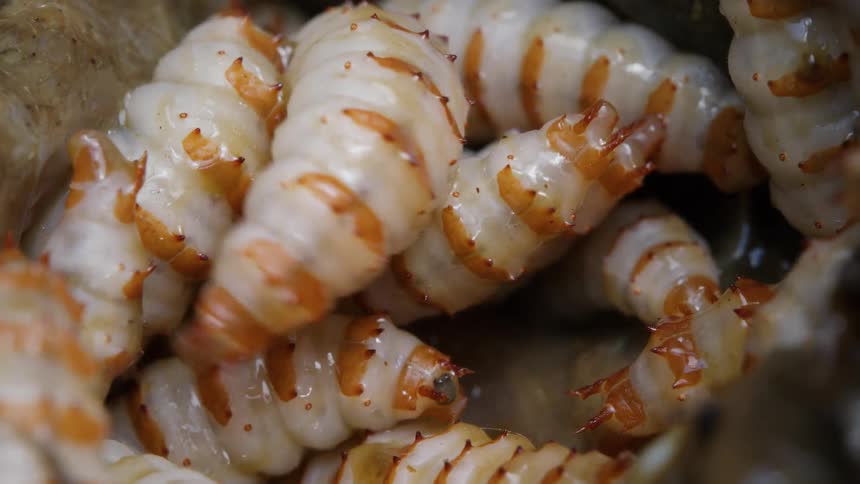 A macro close-up shot of a writhing mass of large insect larvae inside a nest
