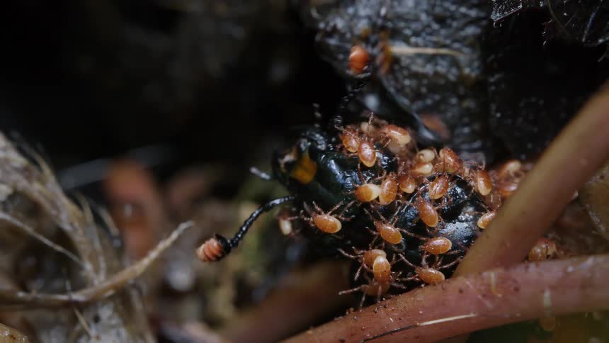 A macro view of a Sexton beetle covered in phoretic mites crawling through damp leaf litter