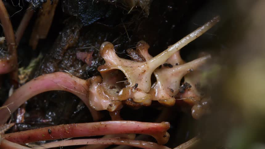 Macro view of millipedes crawling on the vertebrae of a small animal's skeleton during decomposition on the forest floor