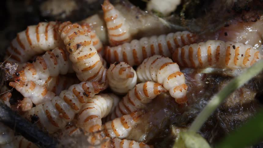 A writhing pile of white and orange striped maggots feeding on decaying organic matter in a macro view