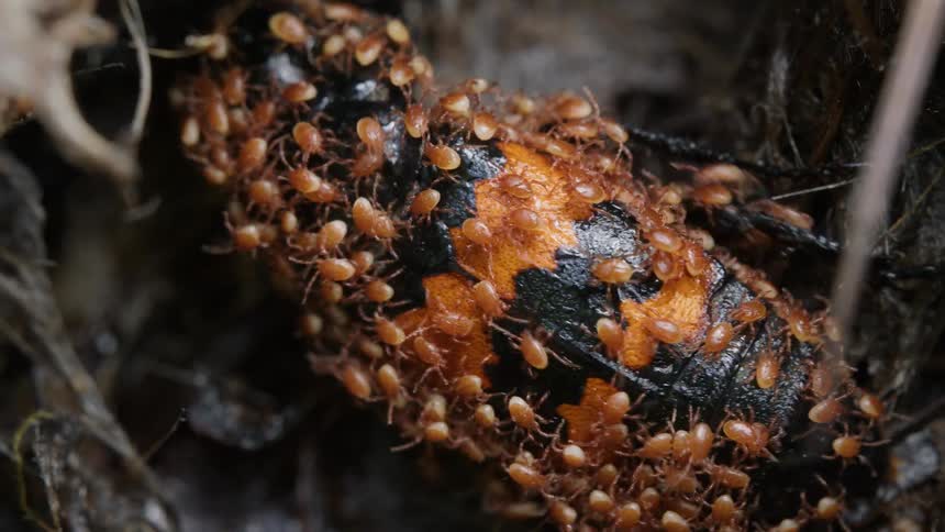 A close-up shot of a black and orange carrion beetle covered in a swarm of tiny orange mites