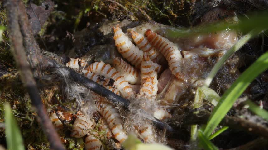 A writhing mass of striped fly larvae, or maggots, feast on the decaying carcass of a small animal on the forest floor