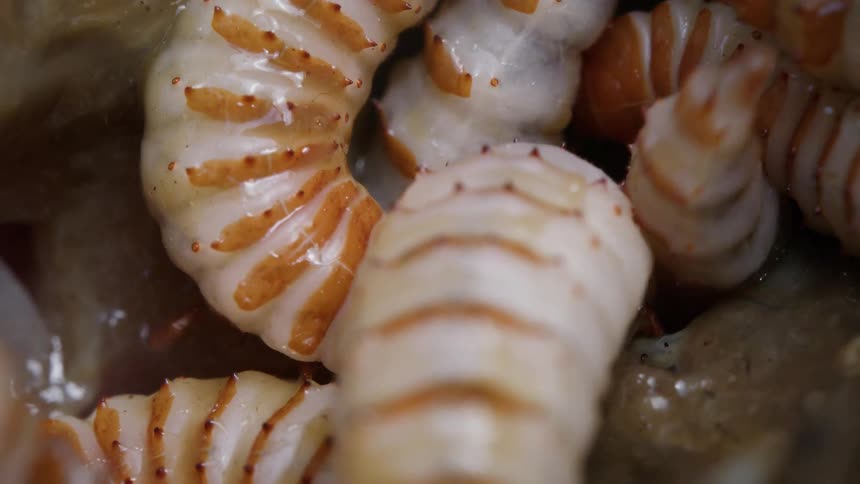 A macro slow motion close-up of a writhing pile of white and orange beetle grubs