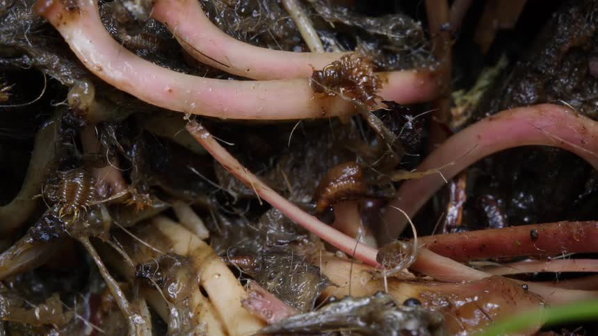 A macro close-up of various invertebrates like pill bugs and a snail moving through wet, decaying plant matter and roots