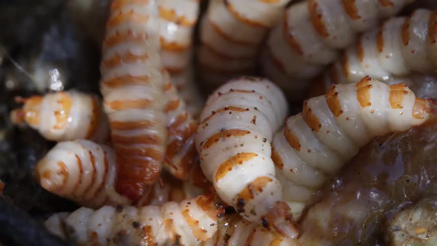 An extreme close-up macro shot shows a writhing mass of plump, white and orange-striped insect larvae