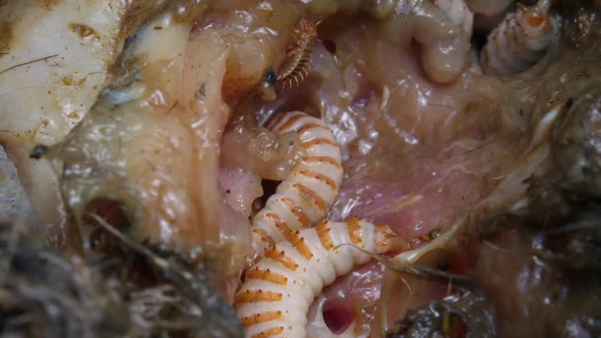Extreme close-up of maggots, larvae, and a centipede feasting on the decaying flesh of a dead animal carcass