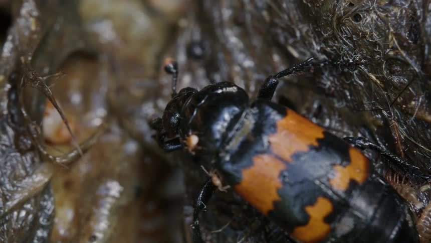 Macro shot of a Sexton beetle covered in phoretic mites on decaying organic matter alongside millipedes