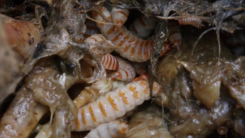 A disturbing macro shot captures a writhing mass of striped maggots consuming the flesh of a decaying animal carcass