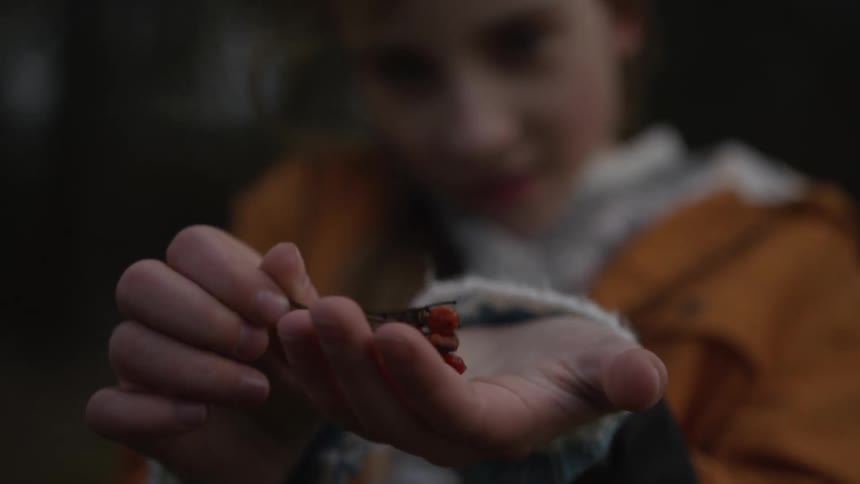 Close up of a curious young girl's hands as she examines a cluster of red berries found in the forest