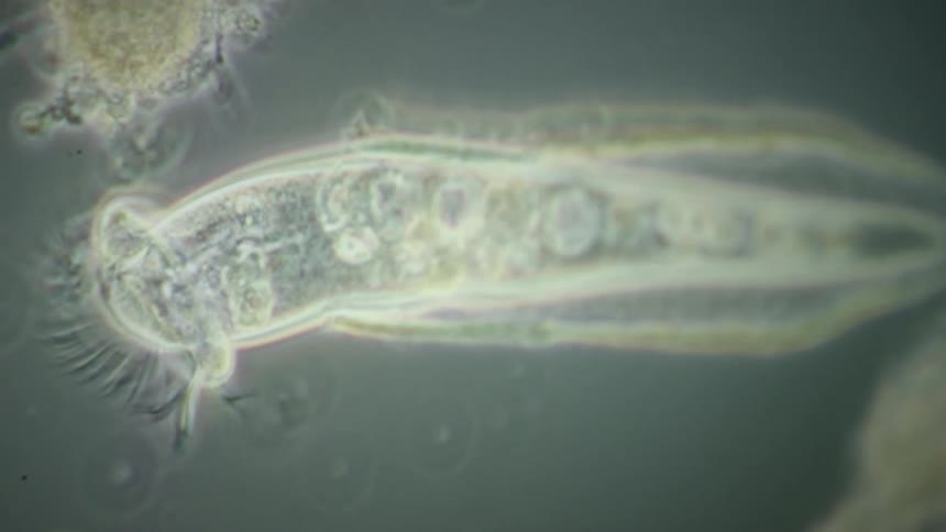 A close-up, microscopic view reveals the intricate internal organs of a transparent rotifer as it slowly contracts