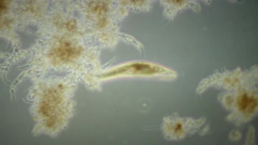 A microscopic view captures a single-celled protozoan organism swimming and flexing its body in a drop of water