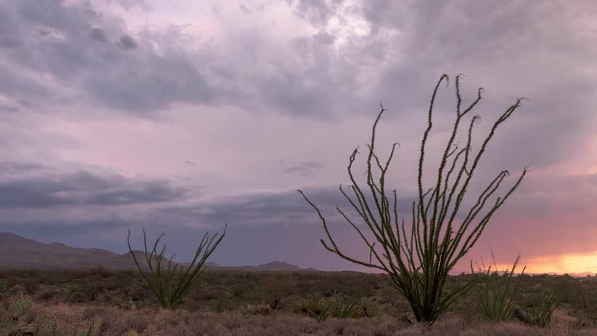 Wind blows through an ocotillo cactus in the desert as dramatic storm clouds gather during a vibrant sunset