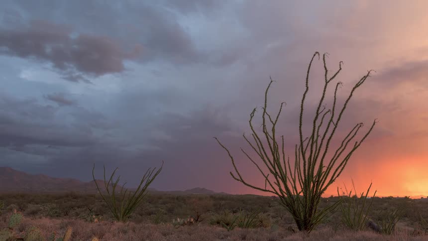 Storm clouds move across the Sonoran Desert as a vibrant sunset glows on the horizon behind an Ocotillo cactus