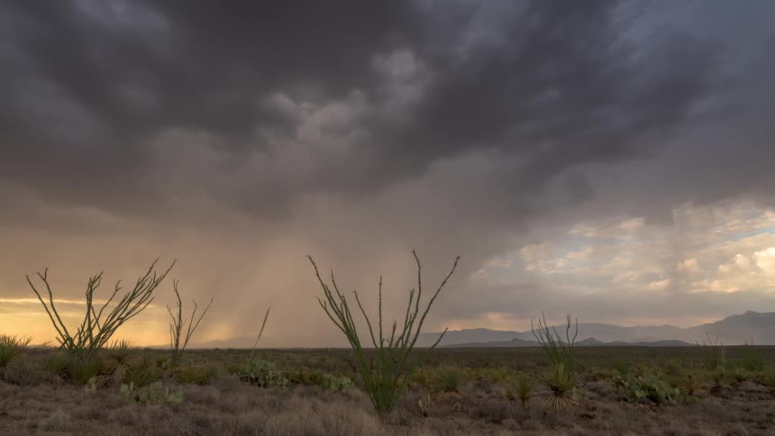 A dramatic thunderstorm unleashes rain over an ocotillo-filled desert landscape during a golden sunset