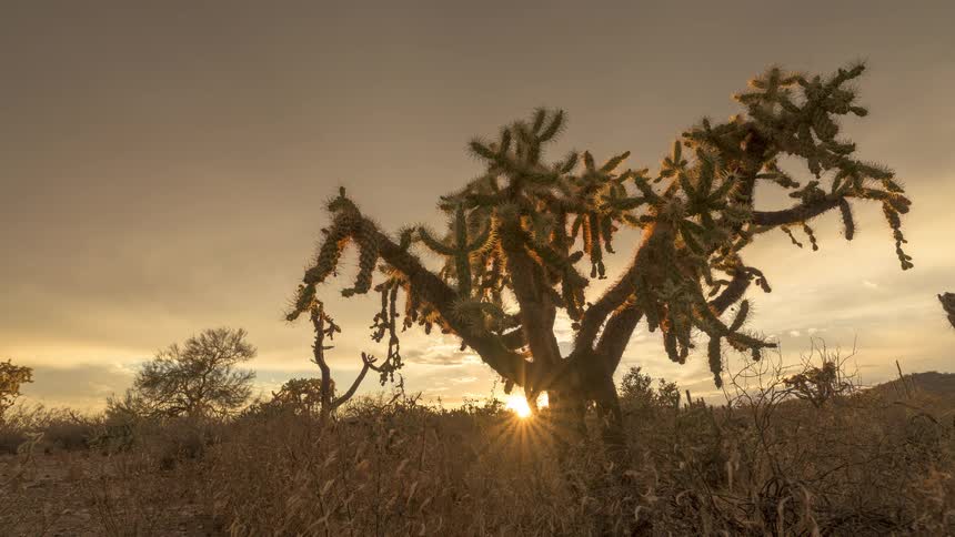 A beautiful timelapse of the sun setting behind a large cholla cactus in the Sonoran Desert, creating a golden sunstar