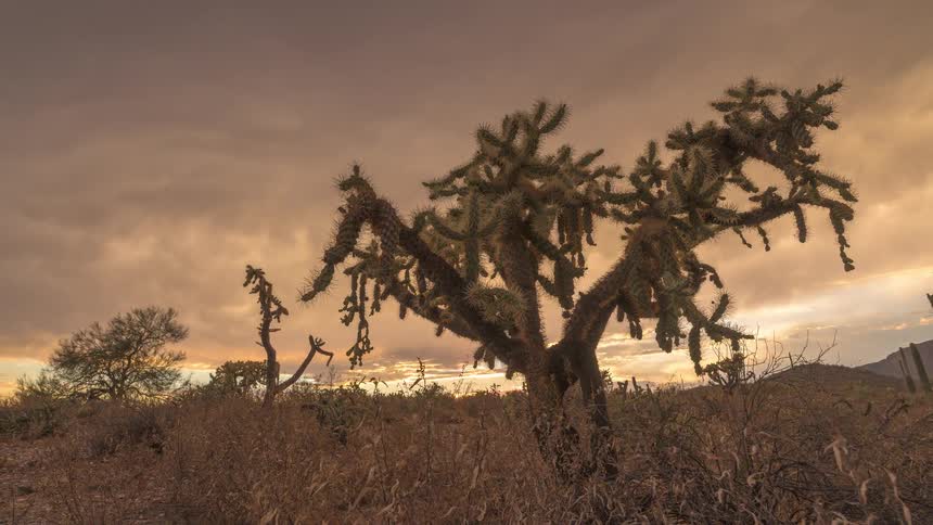 A wide-angle timelapse of a cholla cactus in the Arizona desert as dramatic, golden clouds move across the sky at sunset