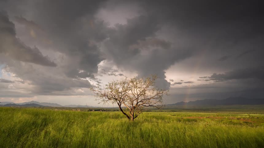 A lone tree stands in a windy, green field as dramatic storm clouds gather overhead and a rainbow begins to appear