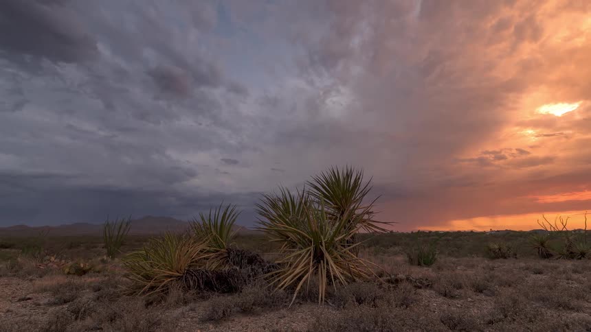 A stunning timelapse captures a dramatic desert sunset where vibrant orange light meets dark, rolling storm clouds over yucca plants