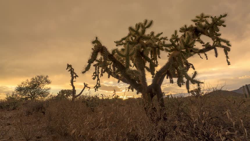Golden hour timelapse captures the stunning silhouette of a cholla cactus against a dramatic, cloudy desert sunset