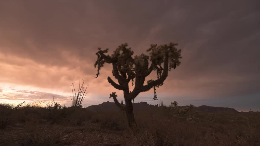 A lone cholla cactus stands silhouetted against a dramatic time-lapse of storm clouds glowing orange at sunset in the Arizona desert