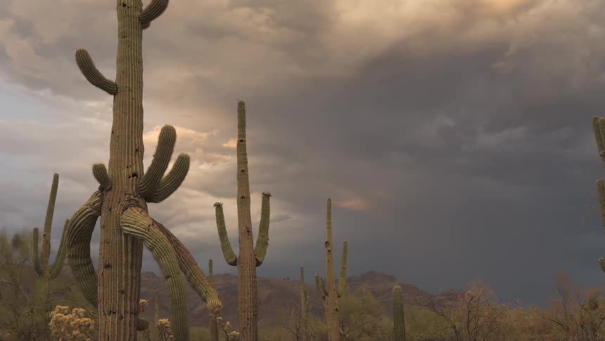 Saguaro cacti stand tall in the desert as dramatic storm clouds and a subtle rainbow fill the sky