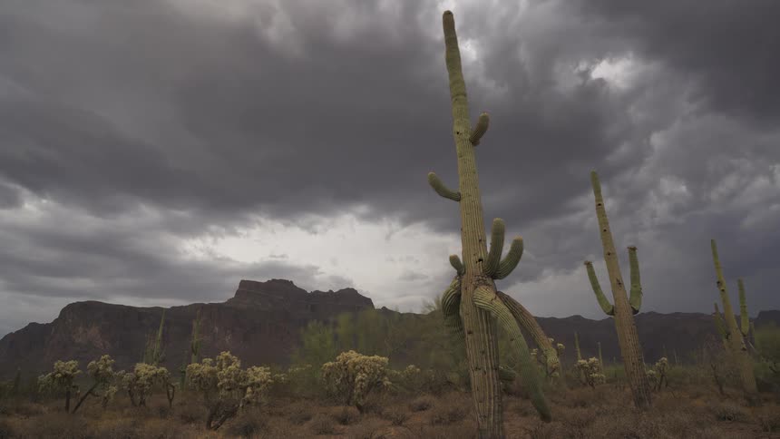 Majestic Saguaro cacti stand tall in the Arizona desert under a dramatic, stormy sky with mountains in the background