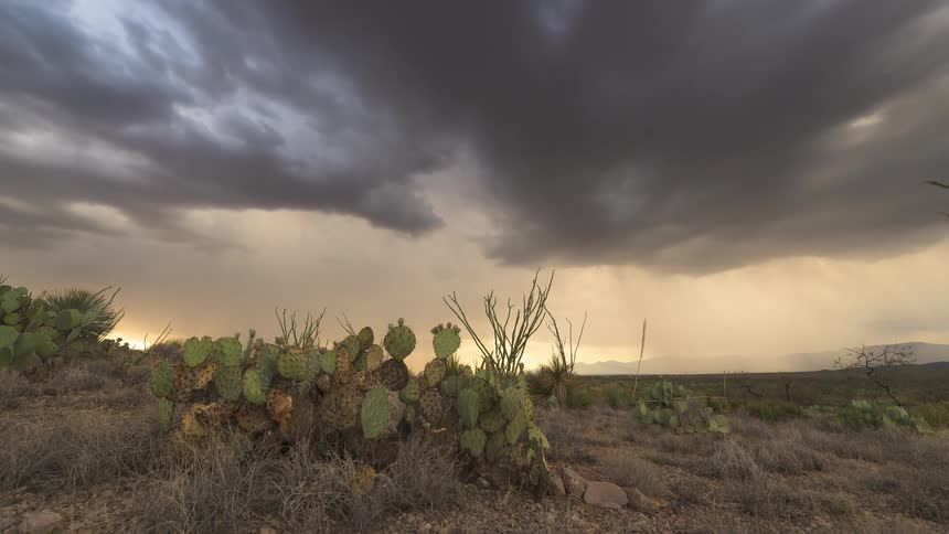 A dramatic wide shot of a desert landscape with a prickly pear cactus under dark storm clouds as rain falls in the distance during sunset