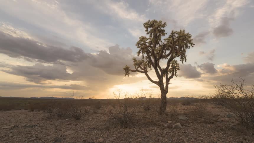 A lone cholla cactus stands sentinel in the vast desert as dramatic clouds roll across the sky during a golden sunset timelapse