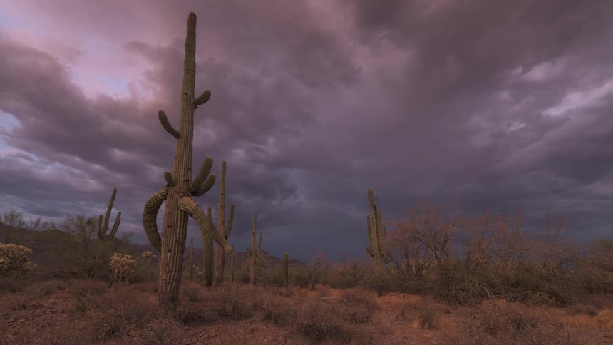 A dramatic time-lapse of ominous storm clouds moving over Saguaro cacti in the desert as the sun sets