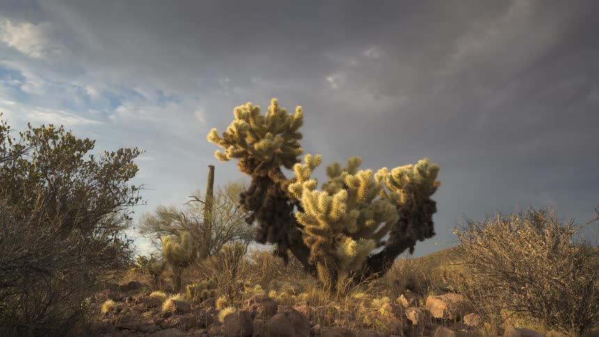 Time-lapse of dramatic storm clouds moving over a sun-kissed cholla cactus in the Arizona desert