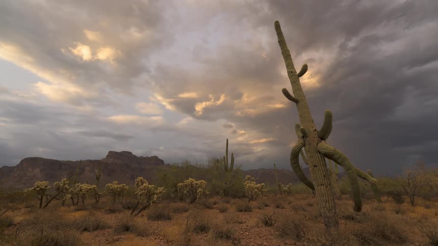 A time-lapse shows a Saguaro cactus standing in the desert as dramatic storm clouds break for a golden sunset and a faint rainbow appears