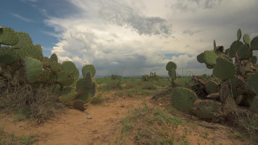 A slow dolly out shot reveals a vast desert landscape framed by prickly pear cacti under a dramatic, stormy sky