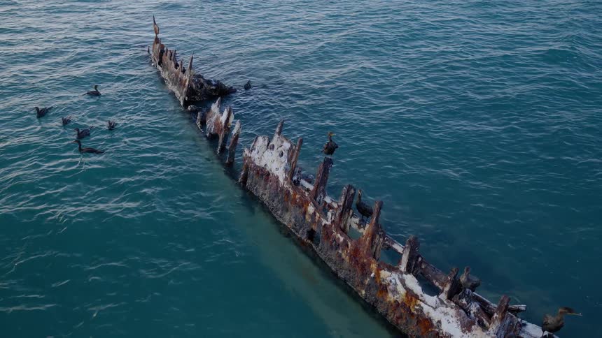 A flock of cormorants swims and perches on the rusty frame of a sunken shipwreck resting in calm, clear turquoise water