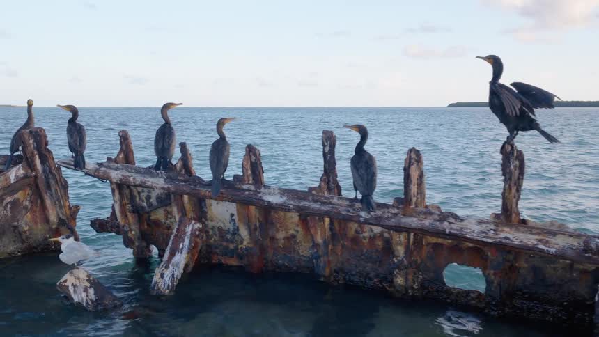 A flock of cormorants and a lone tern rest on the rusted remains of a shipwreck partially submerged in the calm ocean