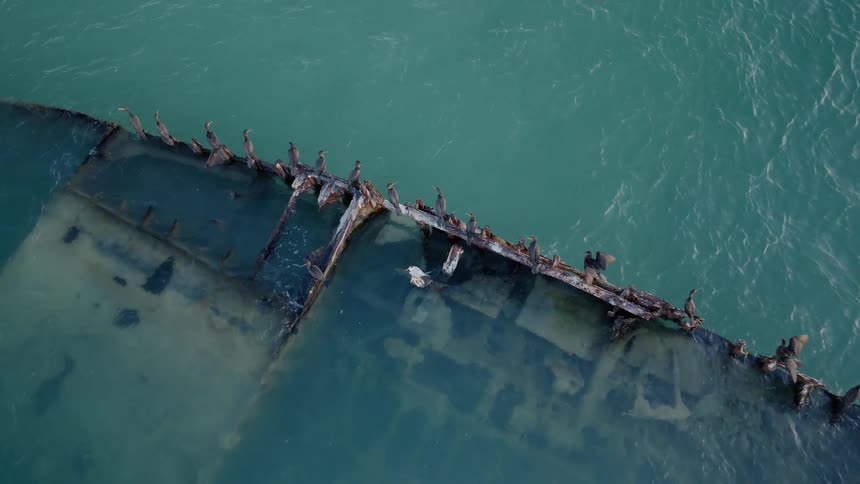 A static aerial shot shows a flock of cormorants perched on a sunken shipwreck in the ocean