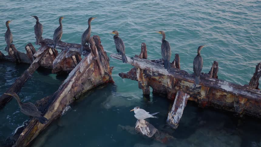 A flock of cormorants and a single tern rest on the rusted remains of a sunken shipwreck as the camera pulls back to reveal the ocean