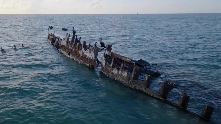 A flock of cormorants rests on the rusty remains of a shipwreck half-submerged in the calm ocean water