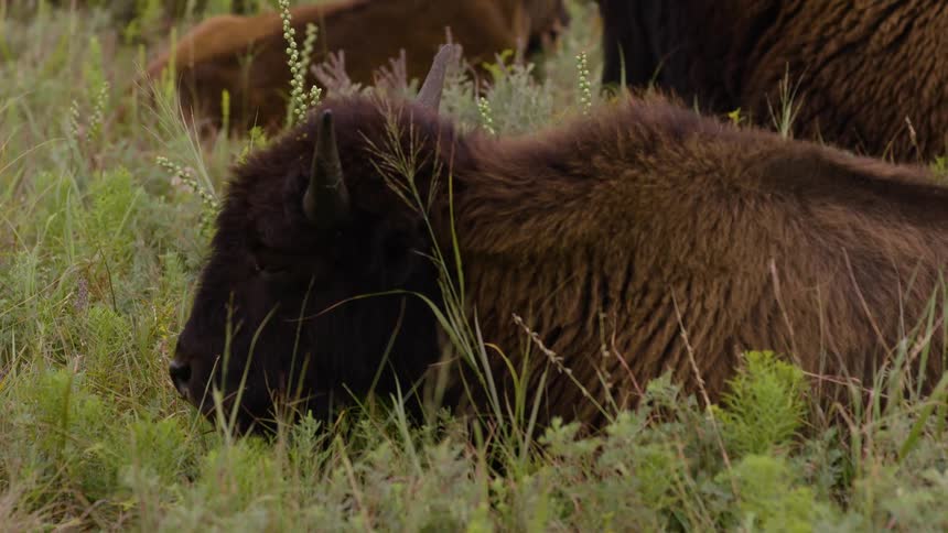 A sleepy American bison rests peacefully in a lush green grassy field