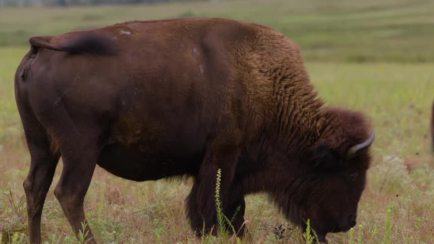 A large American bison shakes its head to ward off insects before continuing to graze in a grassy field