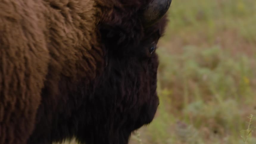 A detailed close-up shot follows a large bison, starting with its eye and panning across its furry head and body as it stands in a green pasture