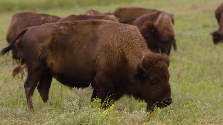 A herd of American bison grazes peacefully in a lush green field filled with wildflowers